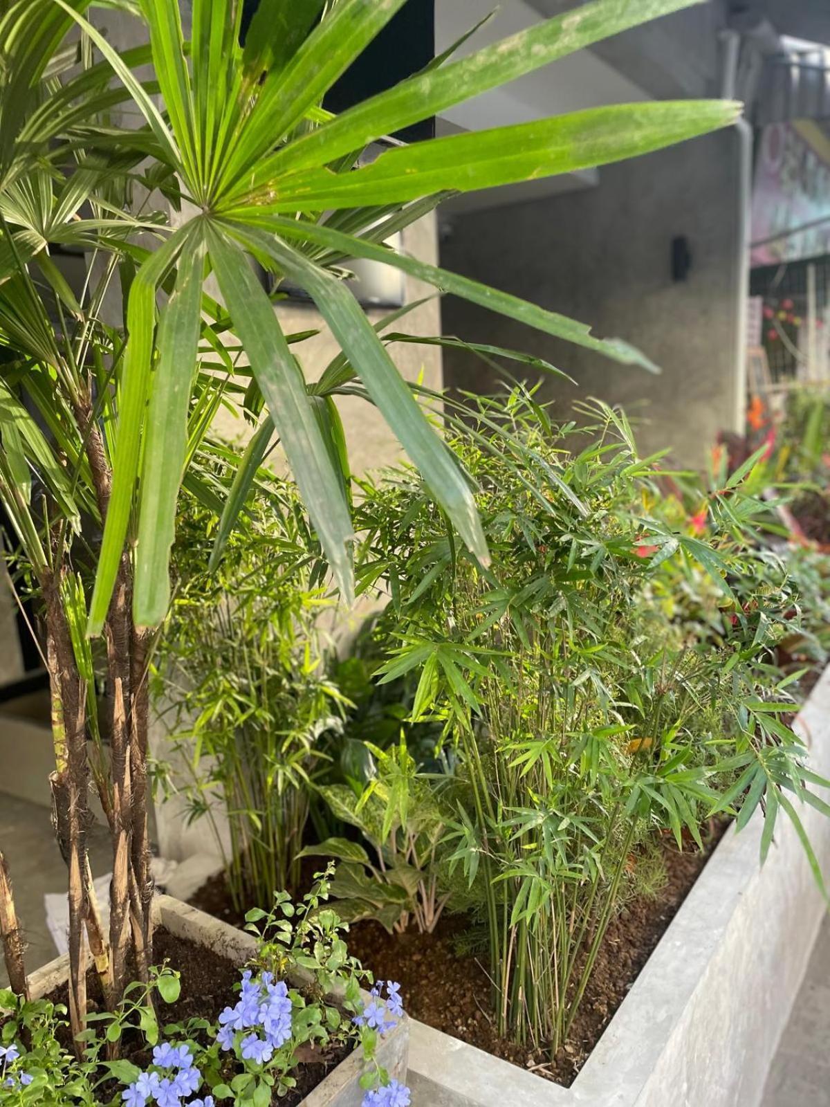 Bh Cozy Paradise Patong Eksteriør billede